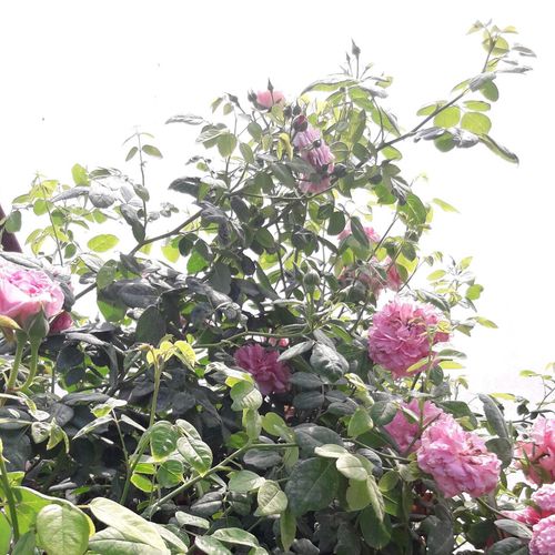 Carmin - roz - Trandafir copac cu trunchi înalt - cu flori în buchet - coroană tufiș
